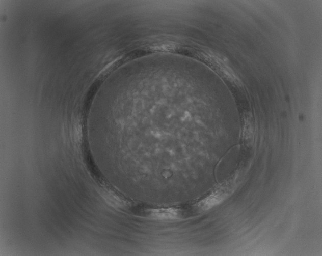 X0000051240363200506171116