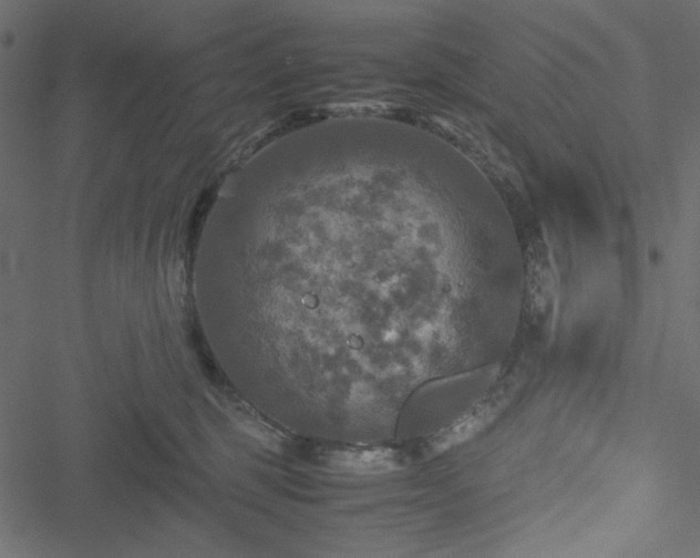 X0000051240375200506171116