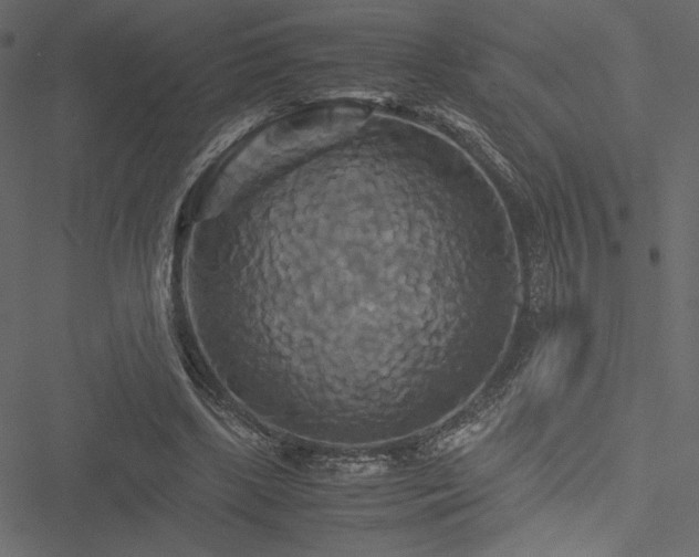 X0000051240443200506171114