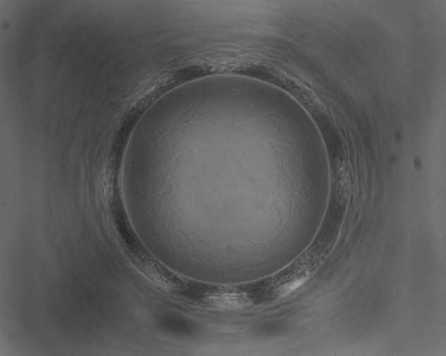 X0000051240499200506171114