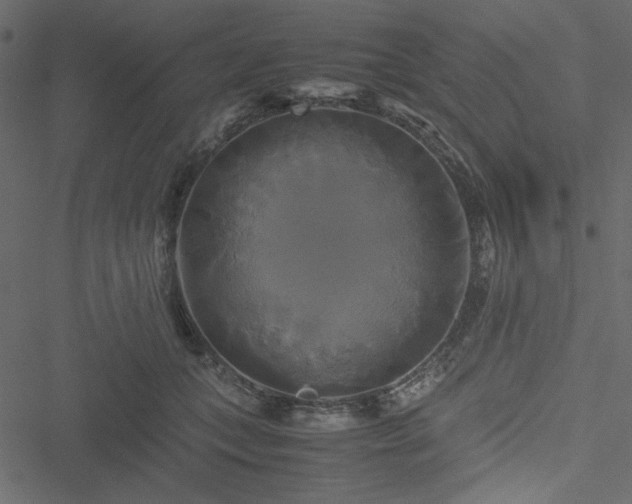 X0000051240559200506171113