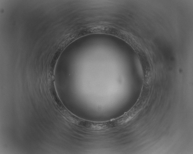 X0000051240753200506171110