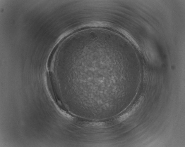 X0000051240845200506171108