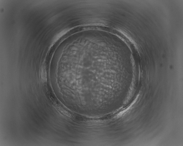 X0000051240925200506171106