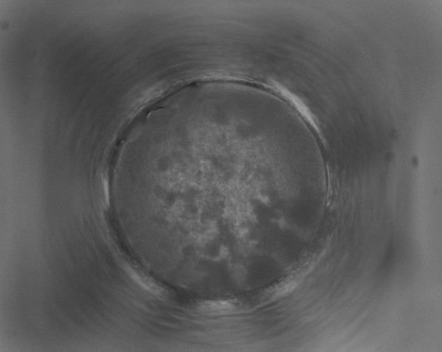 X0000051240061200506241532