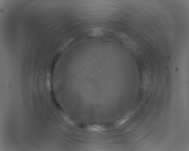 X0000051240230200506241529