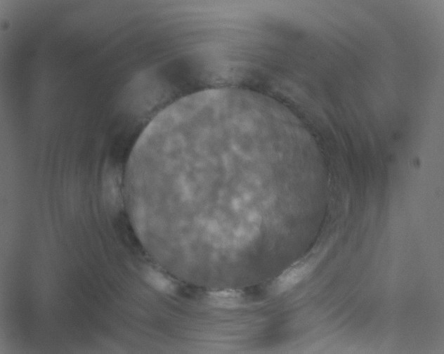 X0000051240240200506241529