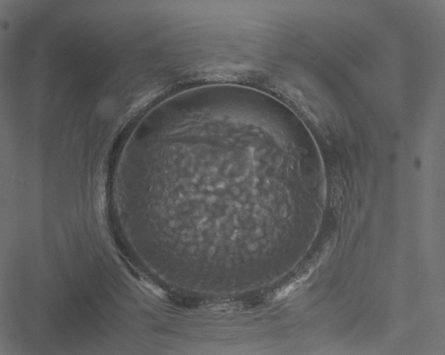 X0000051240299200506241528