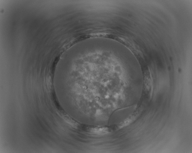 X0000051240375200506241527