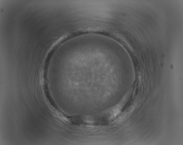 X0000051240395200506241526