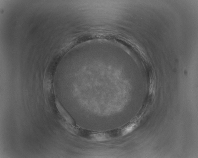 X0000051240417200506241526