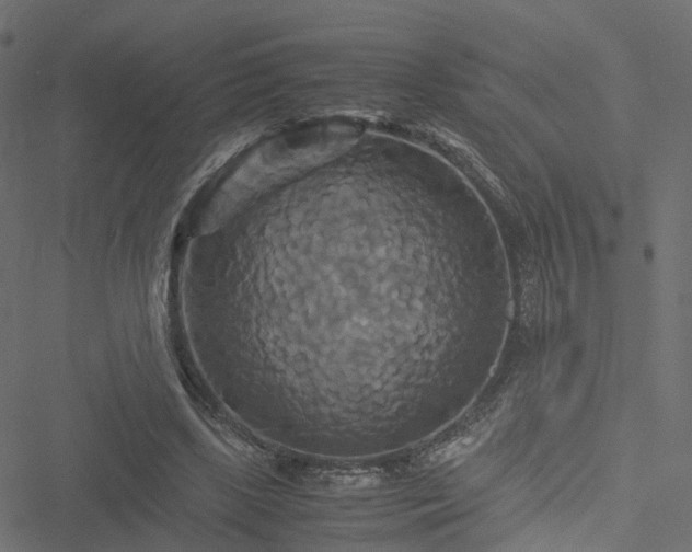 X0000051240443200506241525