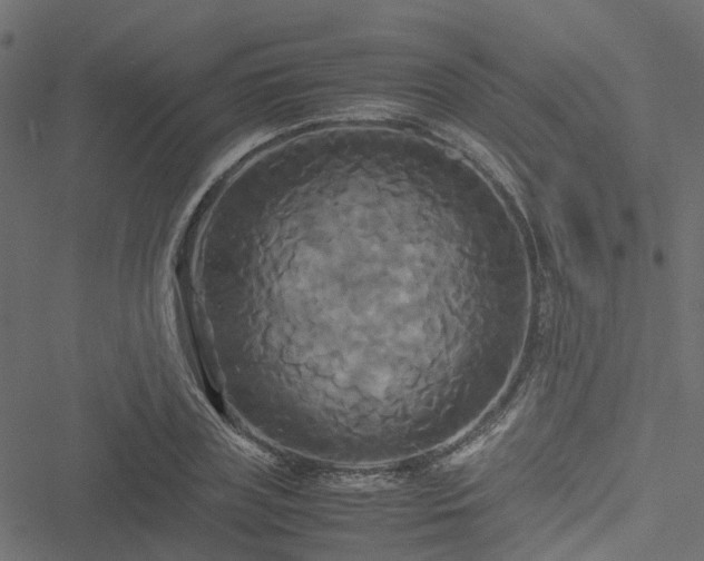 X0000051240835200506241519