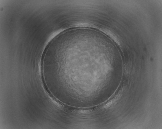 X0000051240839200506241519