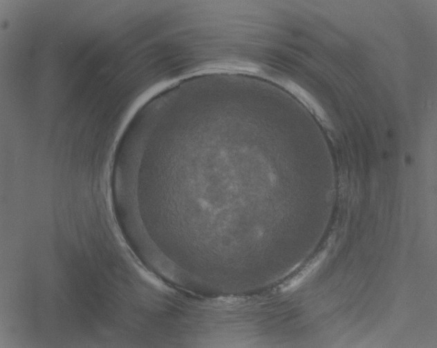 X0000051240854200506241519