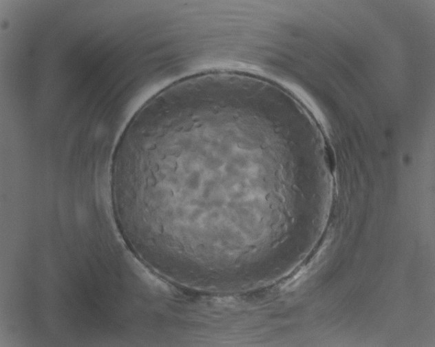 X0000051240903200506241518