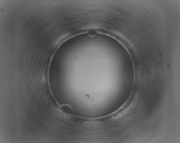 X0000051240929200506241517