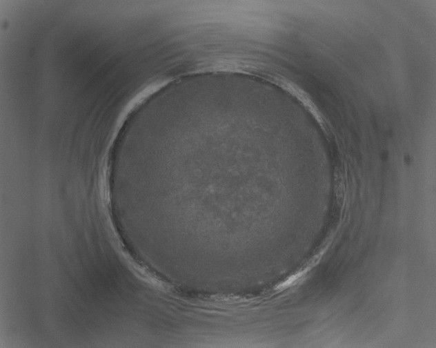 X0000051240987200506241517