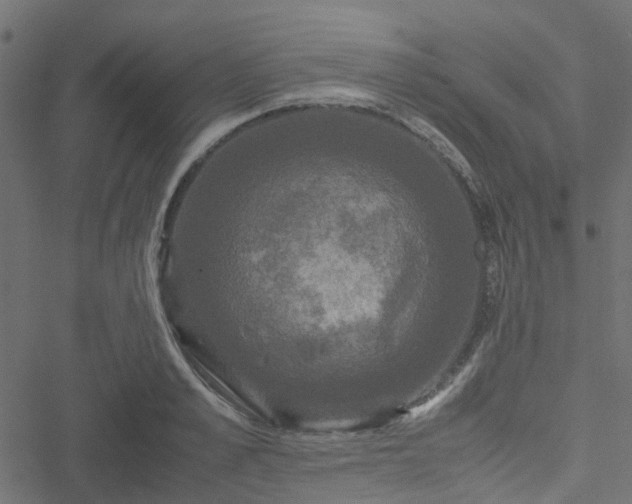 X0000051240989200506241517