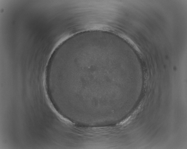 X0000051240991200506241517