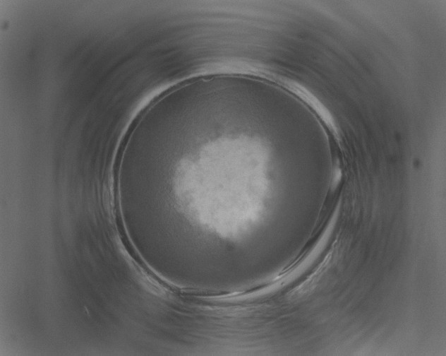 X0000051240996200506241517