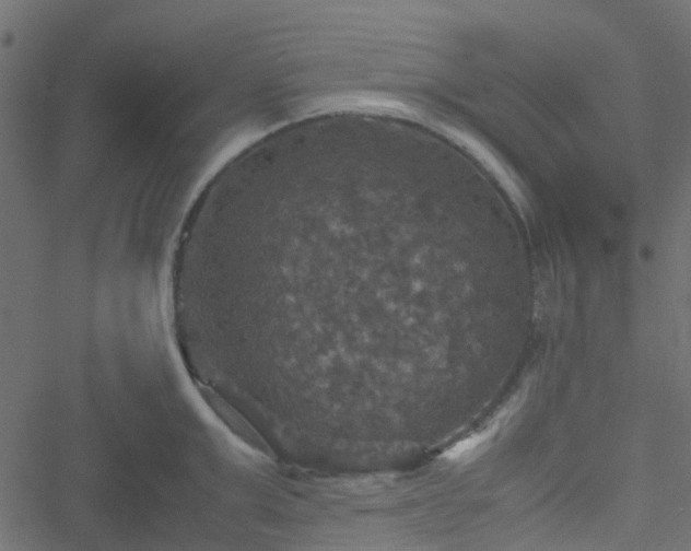 X0000051240999200506241517