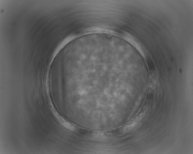 X0000051241098200506241515