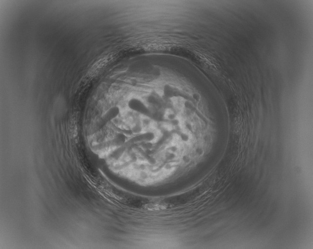 X0000051240687200507011626