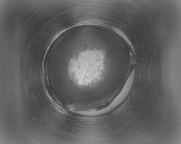 X0000051240996200507011621