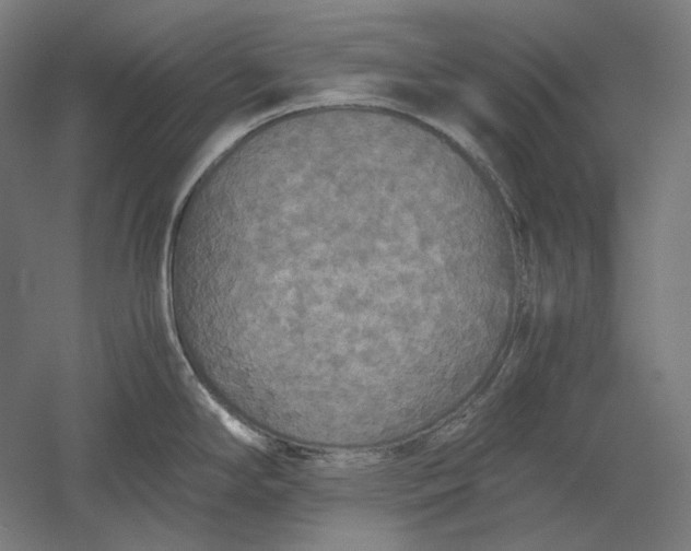 X0000051241294200507011616