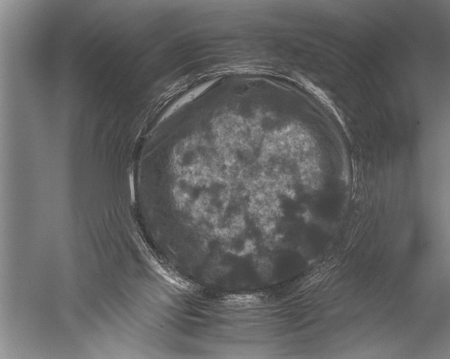 X0000051240061200507082135