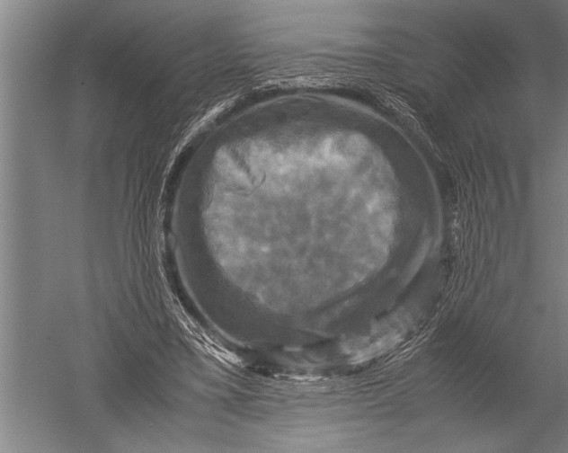 X0000051240395200507082129