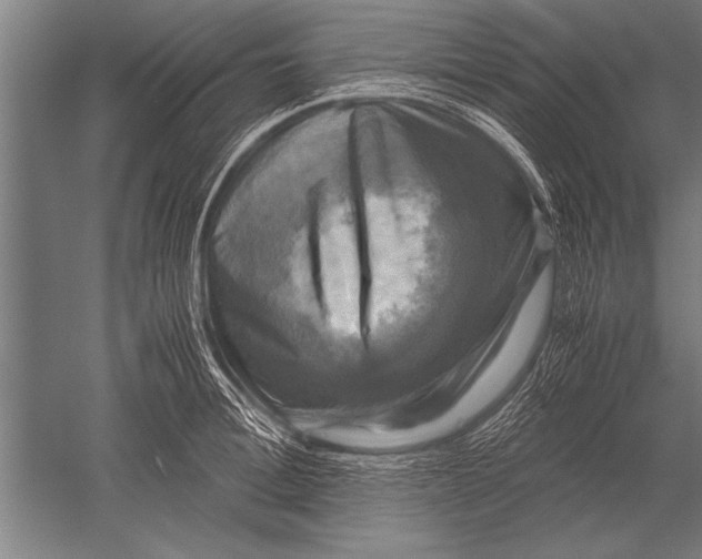 X0000051240996200507082119