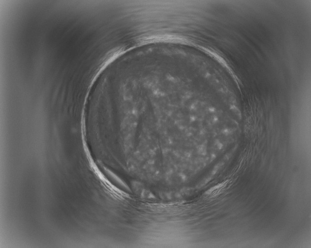 X0000051240999200507082119