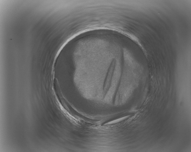 X0000051241524200507082111