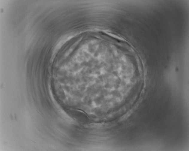 X0000051240049200507152134