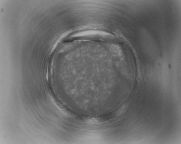 X0000051240062200507152134