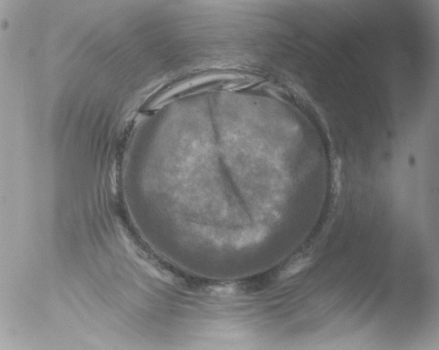 X0000051240068200507152134