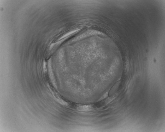 X0000051240081200507152135