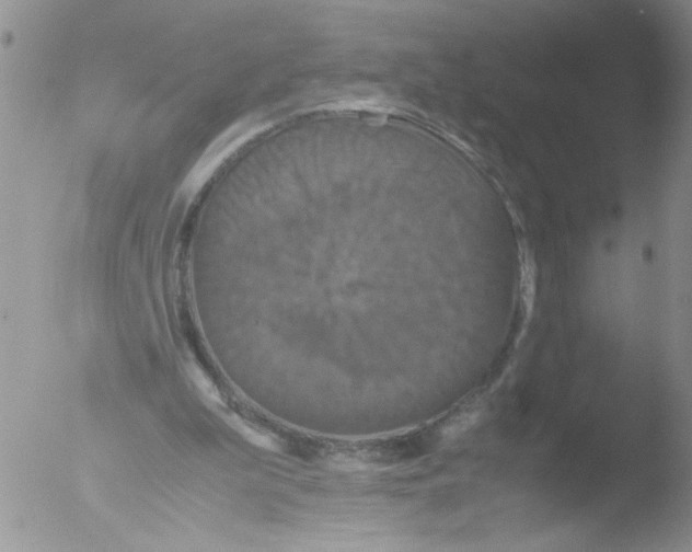 X0000051240199200507152132