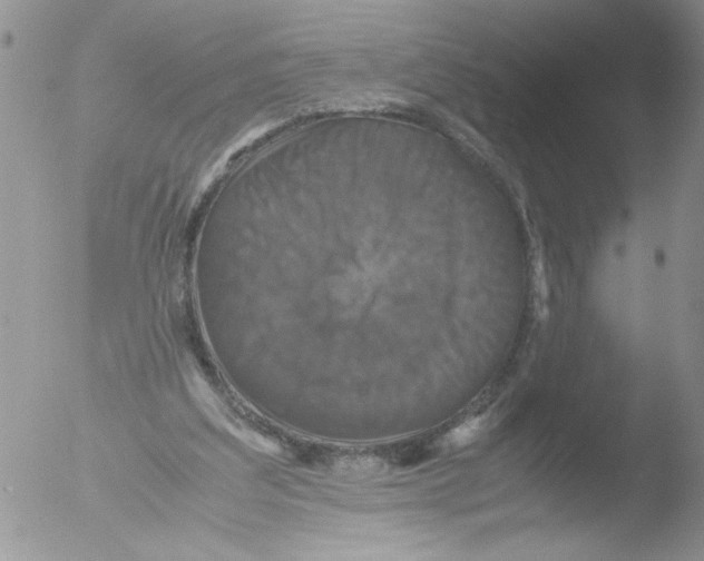 X0000051240203200507152132