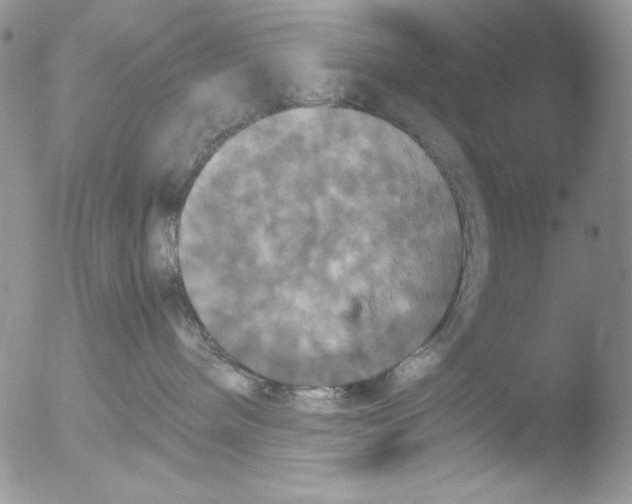 X0000051240240200507152131