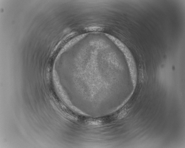 X0000051240263200507152131