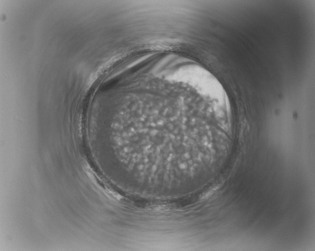 X0000051240299200507152130