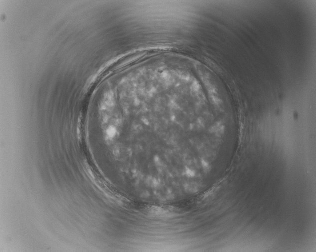 X0000051240346200507152129