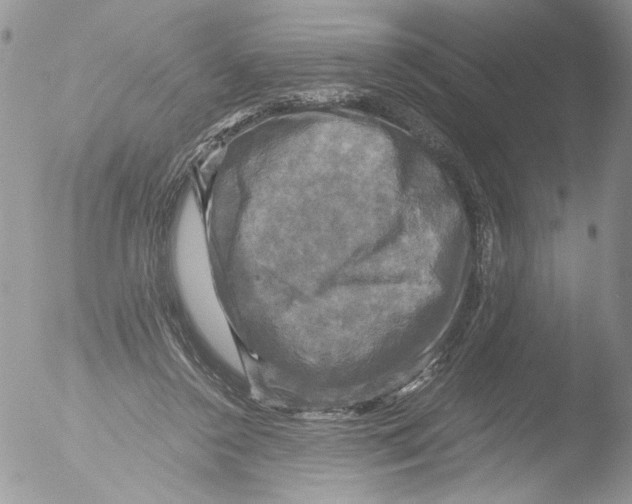 X0000051240356200507152129