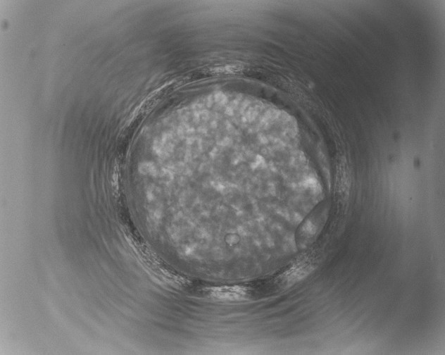 X0000051240363200507152129