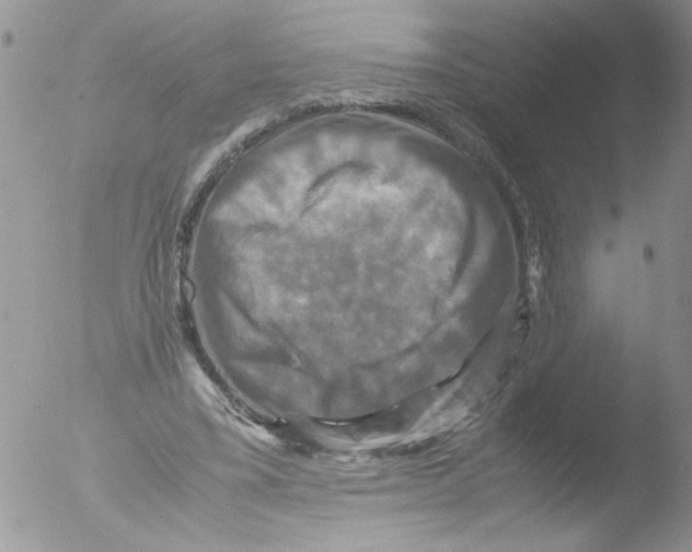 X0000051240395200507152129