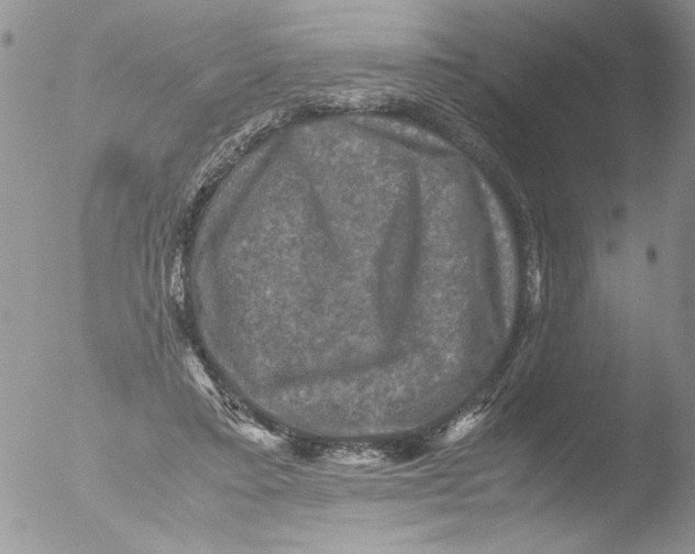 X0000051240403200507152129