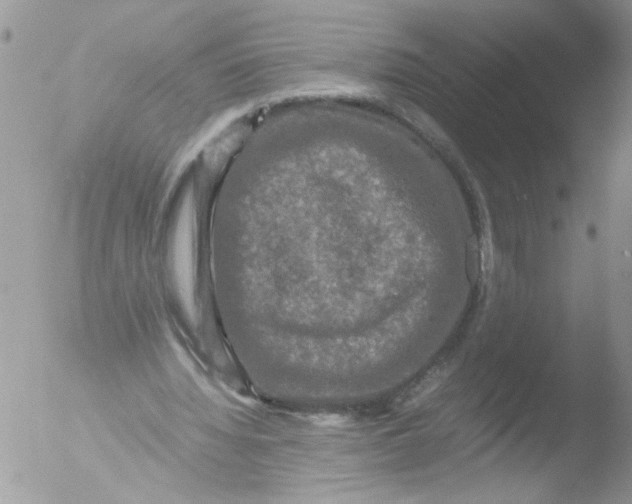 X0000051240436200507152127